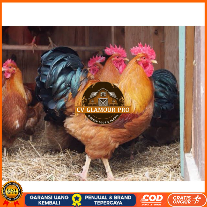 

TELUR FERTIL AYAM NEWHAMPSHIRE IMPORT UNTUK DITETASKAN CV GLAMOUR PRO