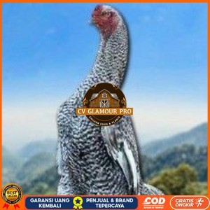

telur tetas ayam shamo hias CV GLAMOUR PRO