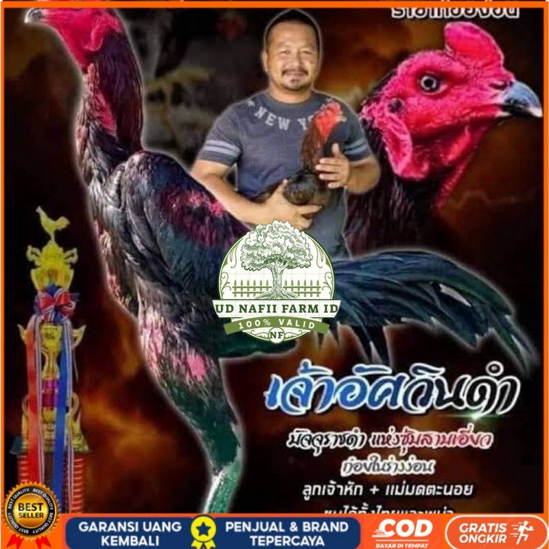 

Telur fertil ayam pakhoy full brakot brutal / COD UD NAFII FARM ID