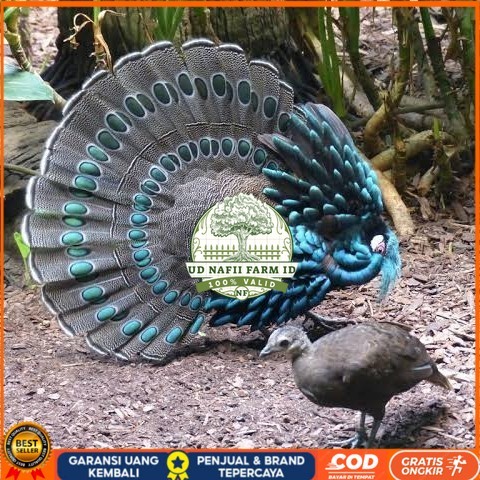 

Telur ayam hias ringneck palawan pheasant fertil siap ditetaskan Langsung UD NAFII FARM ID