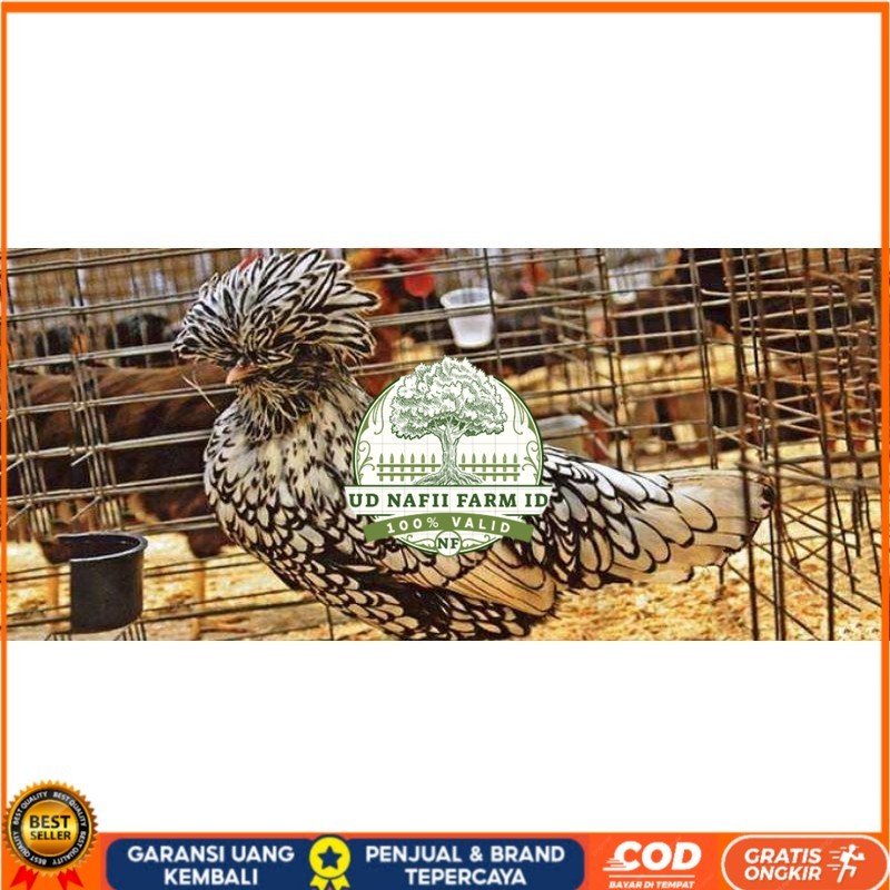 

TELUR AYAM HIAS SILVER LACED POLISH DAN GOLD LACED / POLAND BATIK UNTUK DI TETASKAN UD NAFII FARM ID