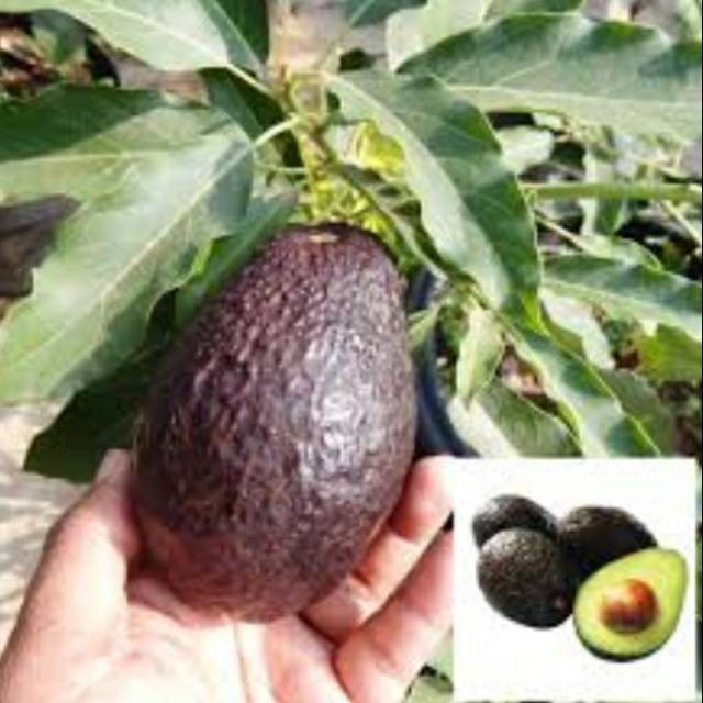 Bibit Alpukat Hass