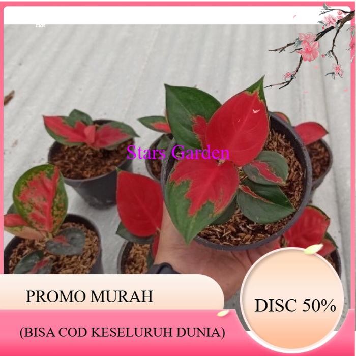 (PROMO BESAR) Beby aglonema suksom jaipong (1/2 daun)