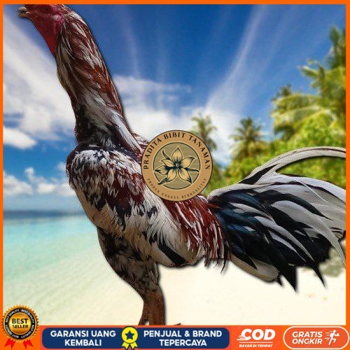 

telur ayam Bangkok mangon ORI (Telur fertil) PRADITA BIBIT TANAMAN