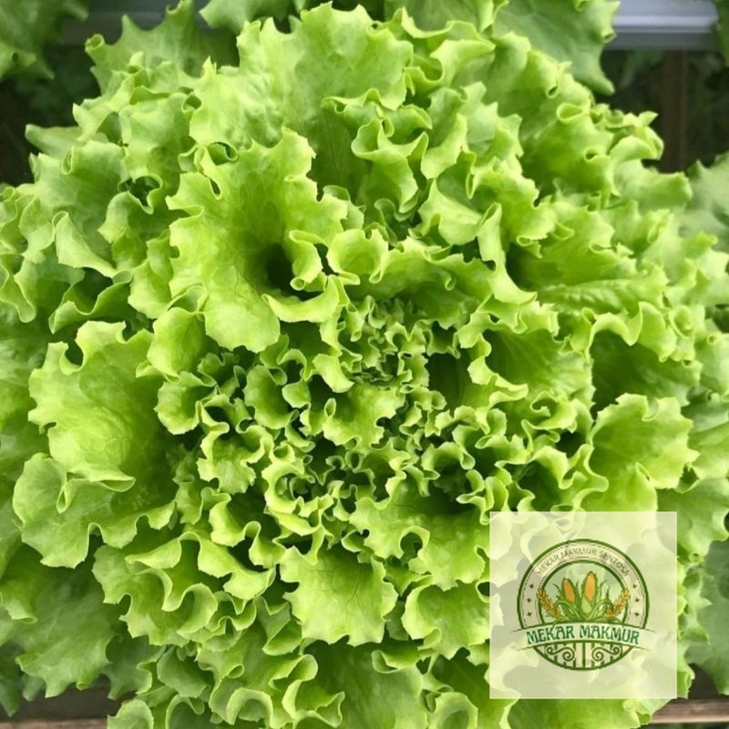 READY BIBIT SELADA BOKOR  500 BENIH (B.B.19)