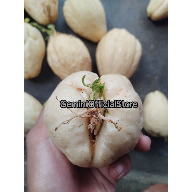 LABU SIAM PUTIH Super / Jipang Putih Super Manisan langka Berakar / Labu Siam Putih Langka Siap Tana