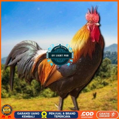 

telur tetas ayam shamo super CV LIGHT PRO