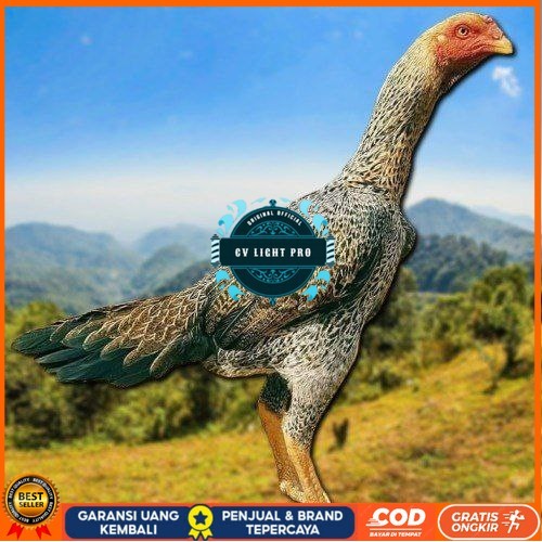 

TELUR TETAS AYAM SHAMO EROPA UNTUK DI TETASKAN CV LIGHT PRO