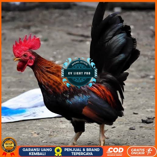 

Telur ayam serama / kate lokal fertil siap ditetaskan CV LIGHT PRO