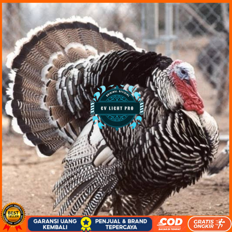 

TELUR FERTIL AYAM KALKUN JUMBO UNTUK DI TETASKAN CV LIGHT PRO