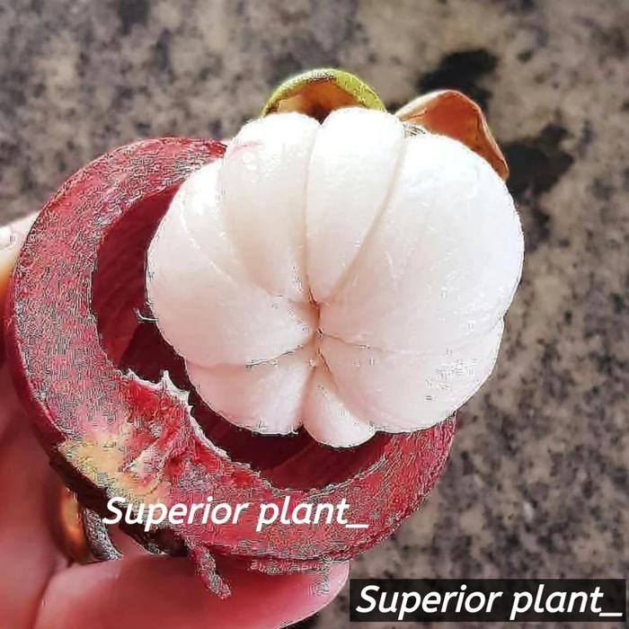 BIBIT MANGGIS TANAMAN BUAH MANGGIS