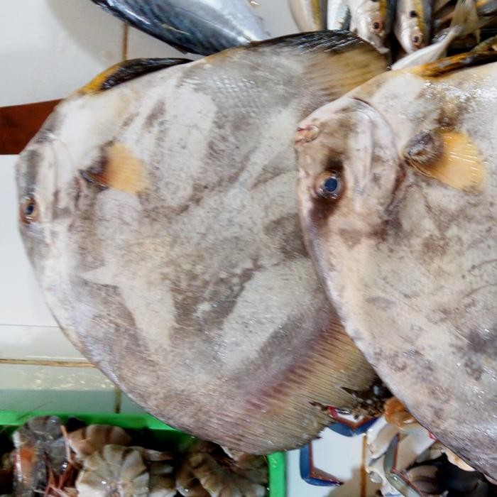 

Ikan Tapih-Tapih 1 kg