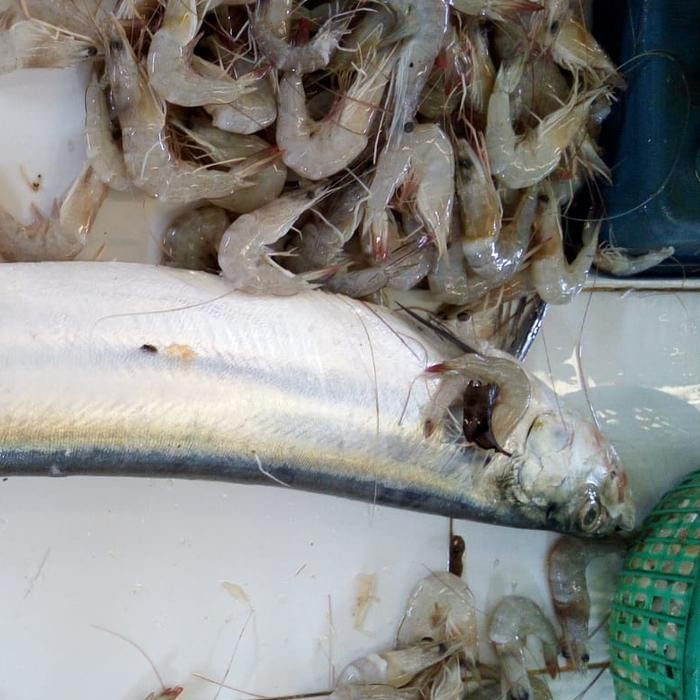

Ikan Golok-Golok 500gr