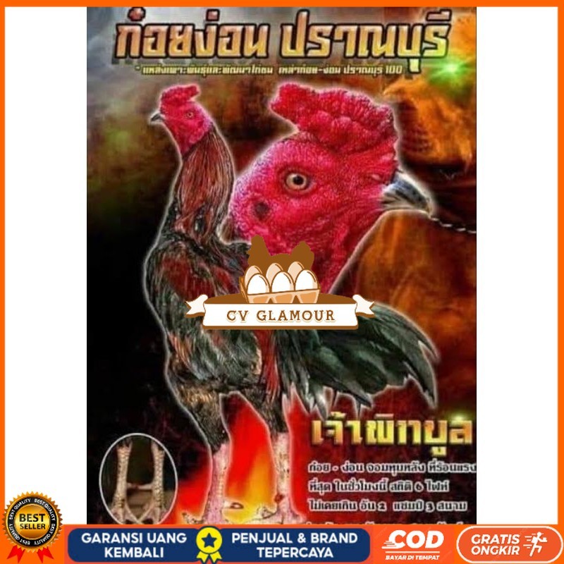 Telur fertil ayam pakhoy trah pitt bull / COD CV GLAMOUR