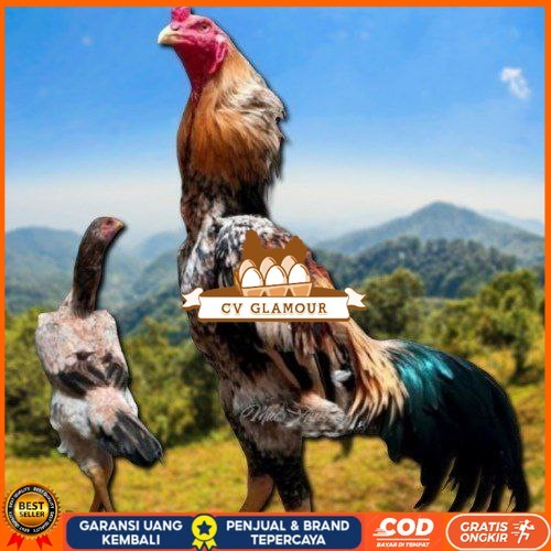 

telur tetas ayam shamo aduan CV GLAMOUR