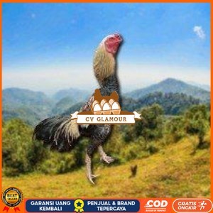 

telur ayam Shamo Japanese (Telur fertil) CV GLAMOUR