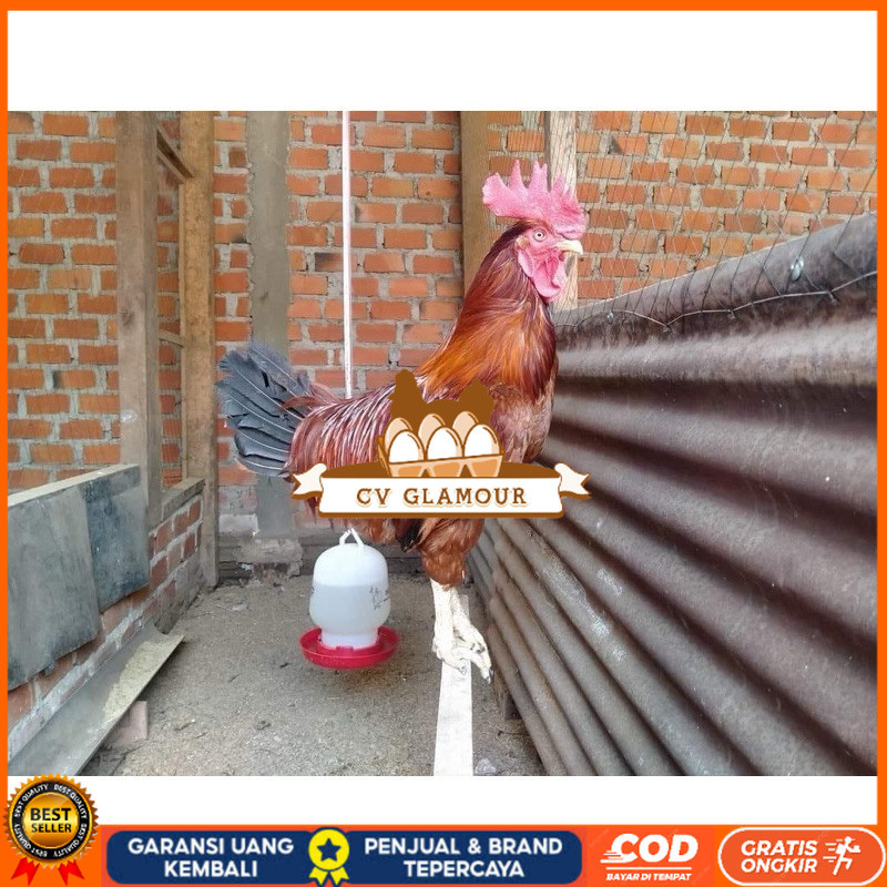 

TELUR FERTIL AYAM LARMOD JUMBO INDUKAN TERSELEKSI UNTUK DI TETASKAN CV GLAMOUR