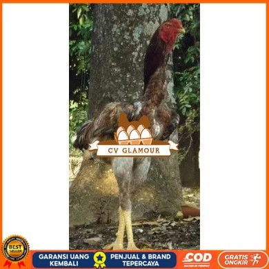 

TELUR AYAM KINGGOR / king GORILA SUPER UNTUK DI TETASKAN CV GLAMOUR