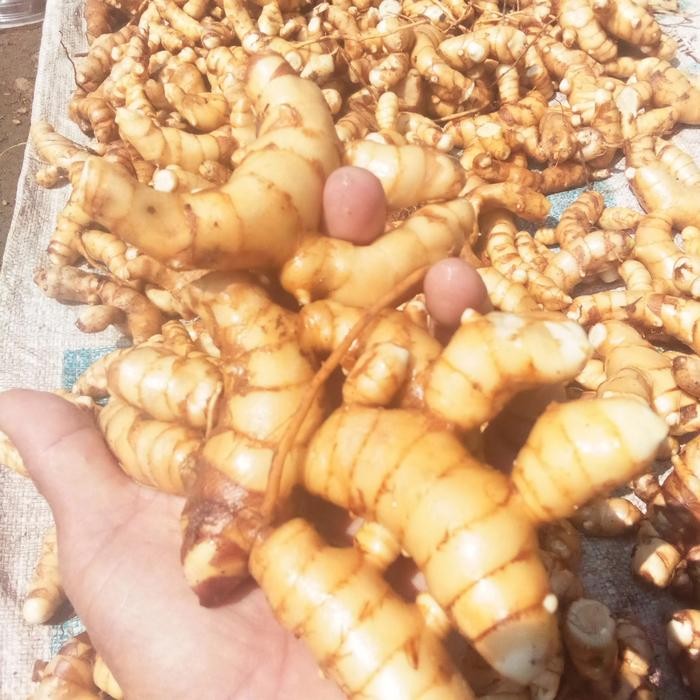 

Kunyit putih segar/temu putih organik 1kg