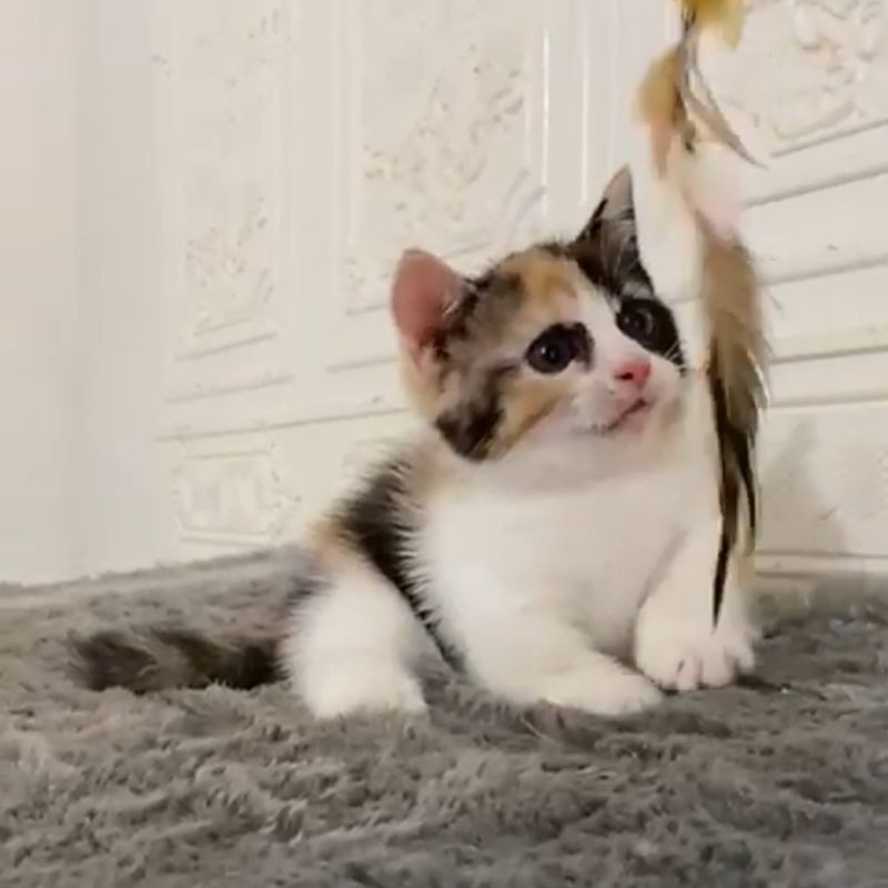 kucing / munchkin bsh jantan / kucing cebol