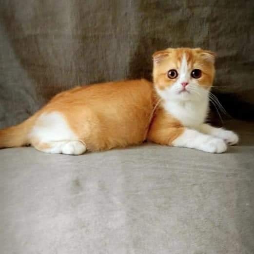kucing scottish fold betina 3,5 bulan red white