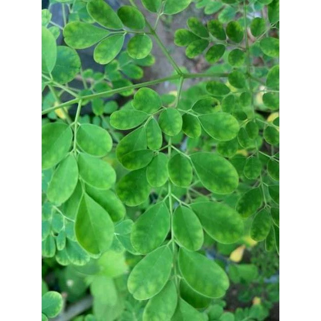 

Korehcok Daun Kelor Segar(100gram)