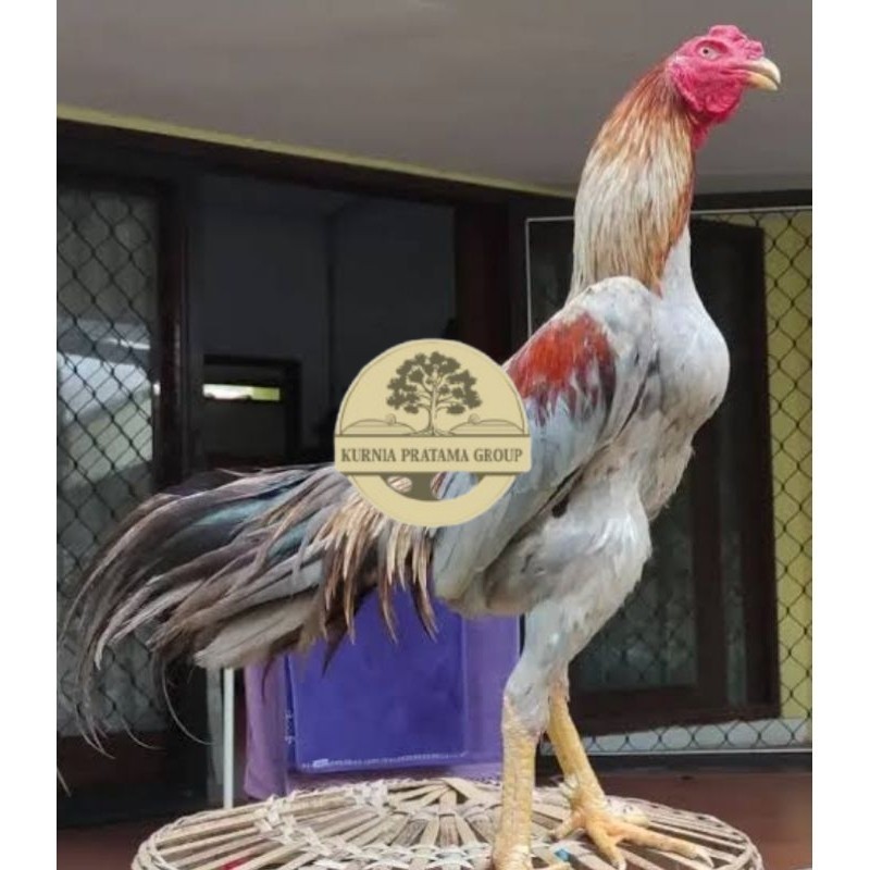 

Telur Ayam Bangkok Pakhoy kwalitas super telor Burung Hias untuk di tetaskan KURNIA PRATAMA GROUP