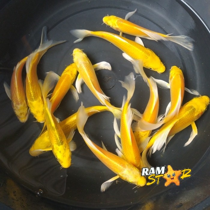 Ikan Koi Ogon Slayer Cakep sampai 20 cm Penghias Kolam Kesayangan