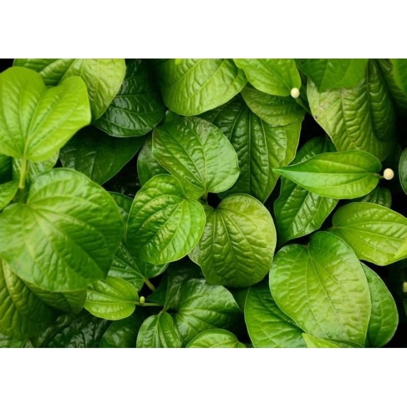 

Terbaru daun sirih herbal 50lbr S. H