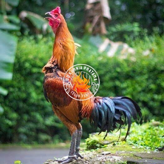 

Telur ayam bangkok pama mangon petarung fertil siap ditetaskan UD KURNIA PRATAMA