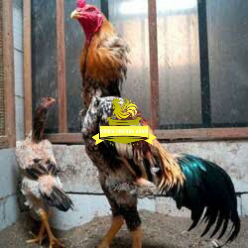 

TELUR TETAS AYAM SHAMO EROPA UNTUK DI TETASKAN KURNIA PRATAMA ABADI