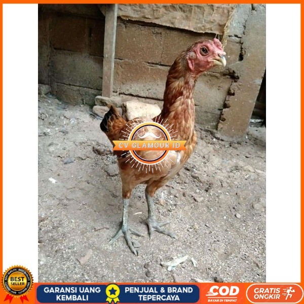 

Asel Beak Parrot terlur terlaris original berkualitas CV GLAMOUR ID