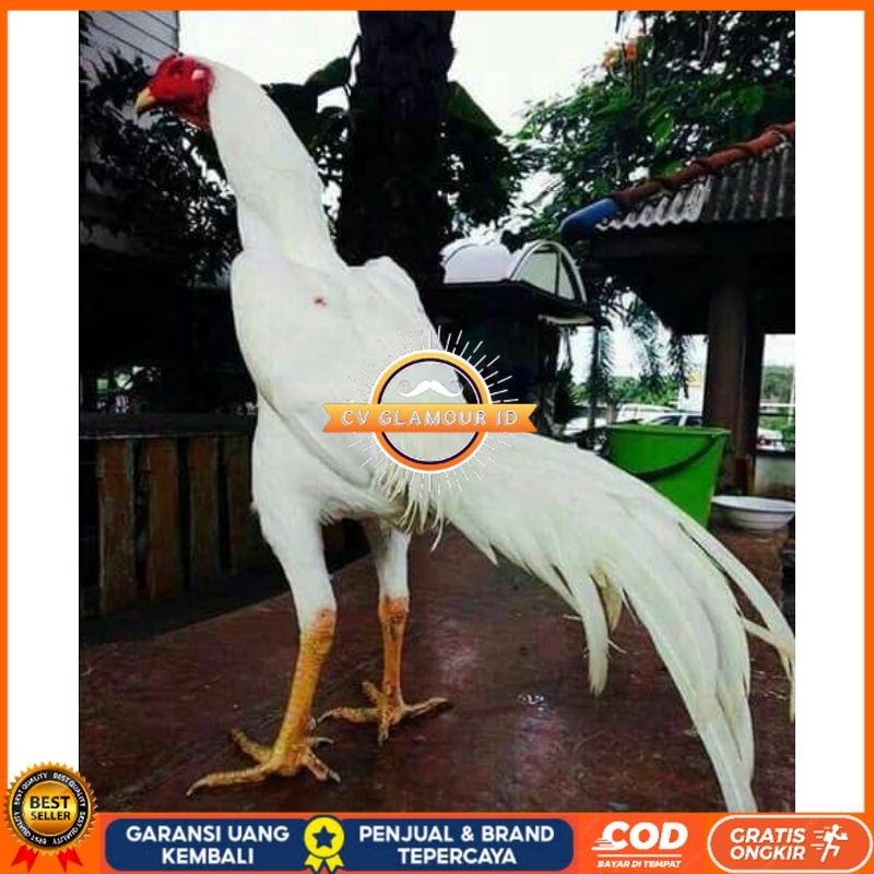 

EKOR LIDI PUTIH TELUR FERTIL CV GLAMOUR ID