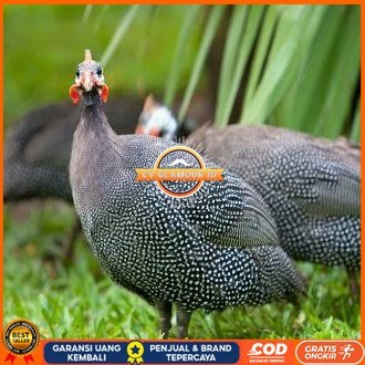 

Telur ayam mutiara hias fertil asli siap ditetaskan - ayam mutiara CV GLAMOUR ID