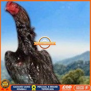 

telur tetas ayam shamo super jumbo ori super garansi CV GLAMOUR ID