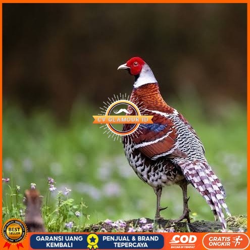

Telur ayam hias ringneck elliot pheasant fertil bisa ditetaskan CV GLAMOUR ID