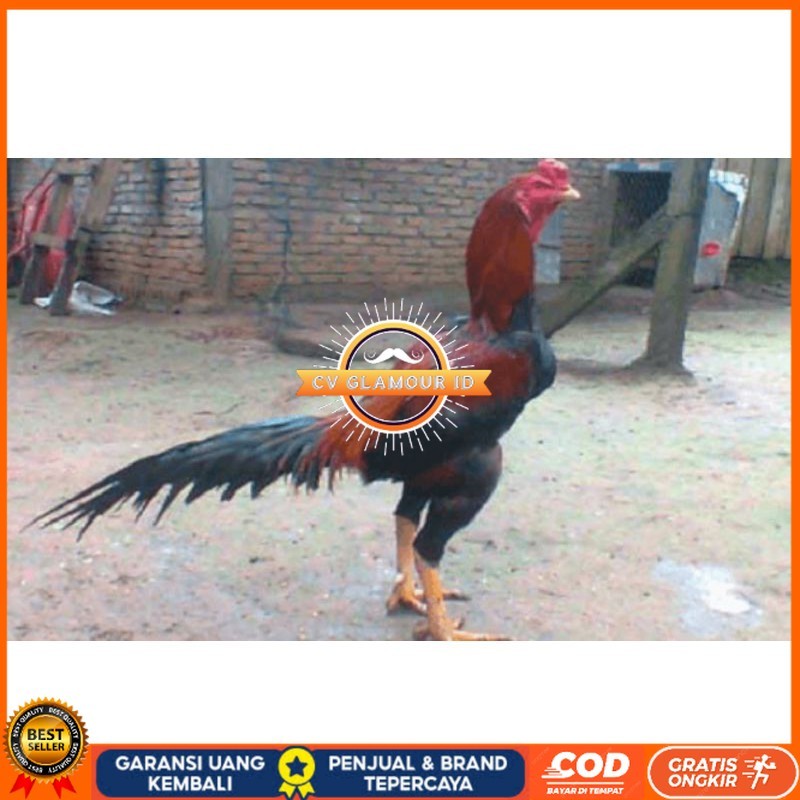 

TELUR AYAM PAKHOY TURUNAN IMPORT CV GLAMOUR ID