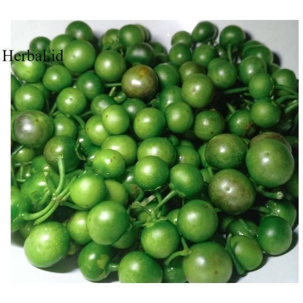 

OHI Leunca Segar 1kg Sayuran Segar Lenca Segar Terbaik Terlaris Termurah Premium