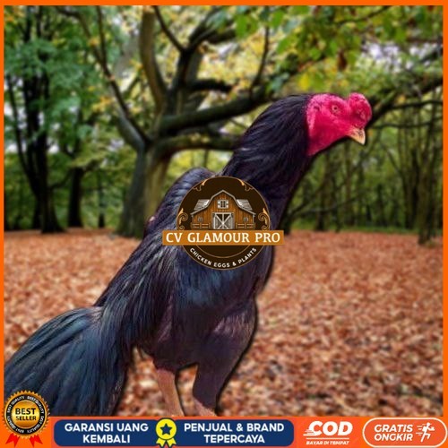 

Telur Ayam Pakhoy Line Mane Vertil Siap Di Tetaskan Jaminan Super Oiginal Bergaransi CV GLAMOUR PRO