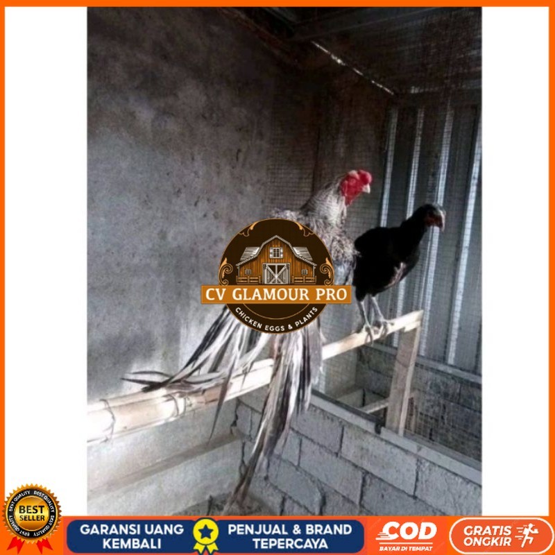 

Telor Ayam Bangkok Ekor Lidi Telur Ayam Hias Fertil hanya untuk ditetaskan CV GLAMOUR PRO