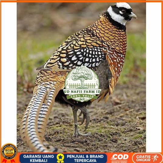 

Telur ayam hias ringneck reeves pheasant fertil siap ditetaskan UD NAFII FARM ID