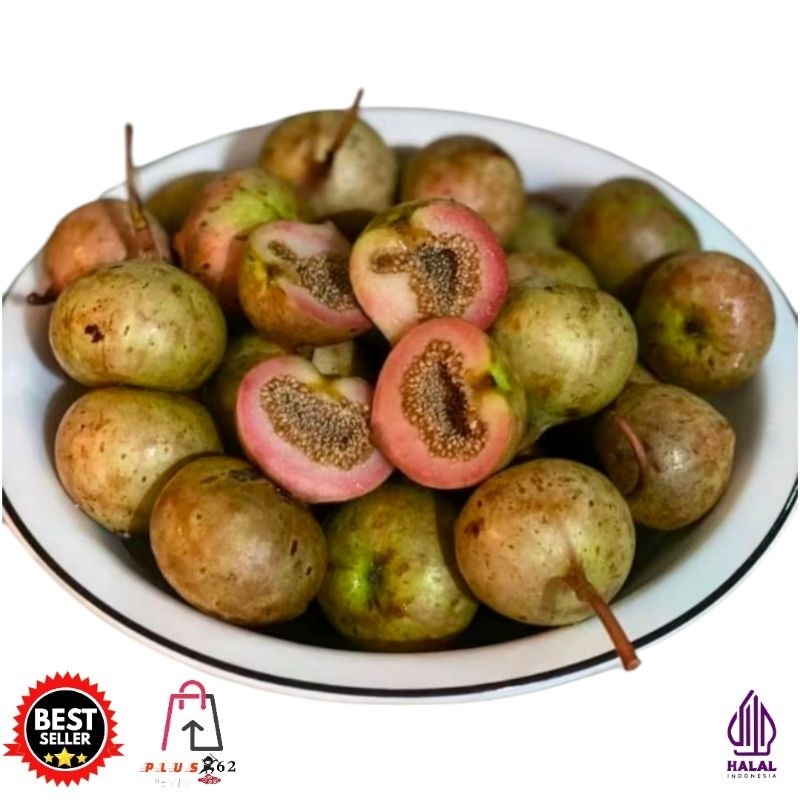 

Buah Loa Buah Segar-Buah Bahan Rujak Hemat Petik Dadak Organik Food 300 Grm