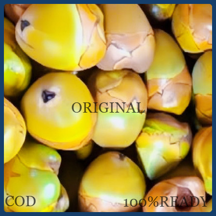 

Beluluk Kelapa kecil tembuluk fresh obat diabetes hijau dan kuning 100%READY