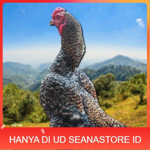 

telur ayam shamo fertil untuk ditetaskan UD SEANASTORE ID