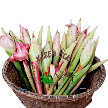 

AZ Kincung kecombrang Honje Segar 1kg I Bunga Kecombrang I Kecombrang Sambal I Kecombrang Teri I Kecombrang Merah I Kecombrang Ungu I Romeh I Rombeh I Bunga Honje I Bunga Kecombrang I Bunga Kecombrang I Bunga Honje I Kincung Segar KC