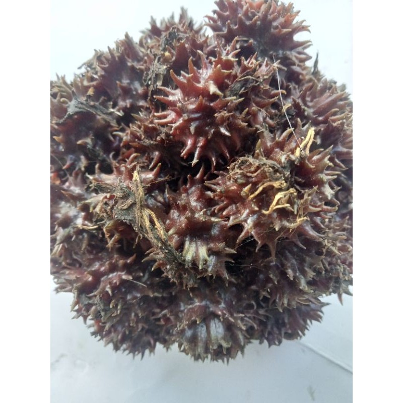 

buah parahulu rambutan tanah simanis/500grm