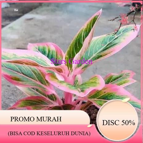 (PROMO BESAR) tanaman hias aglonema pink lipstik
