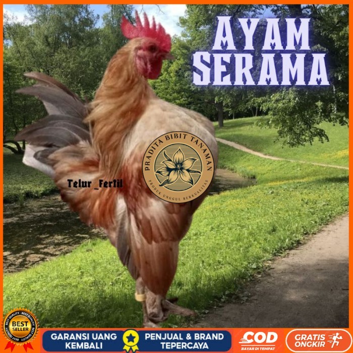 

telur ayam Kate Serama asli pendek original berkualitas PRADITA BIBIT TANAMAN