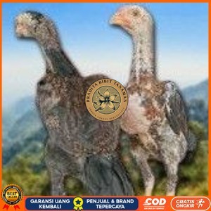 

telur tetas ayam shamo siap di tetaskan super garansi PRADITA BIBIT TANAMAN