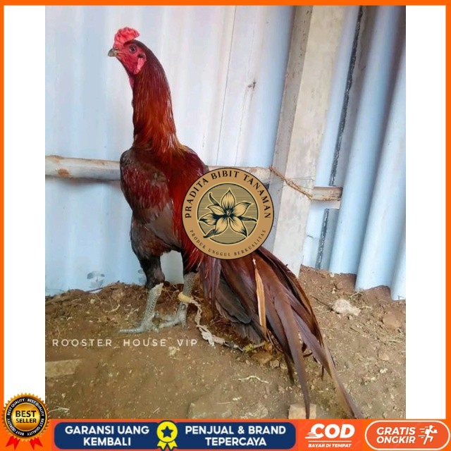 

Telur Ayam Pakhoy Jumbo Vertil Siap Di Tetaskan Jaminan Super Oiginal Bergaransi asli PRADITA BIBIT TANAMAN